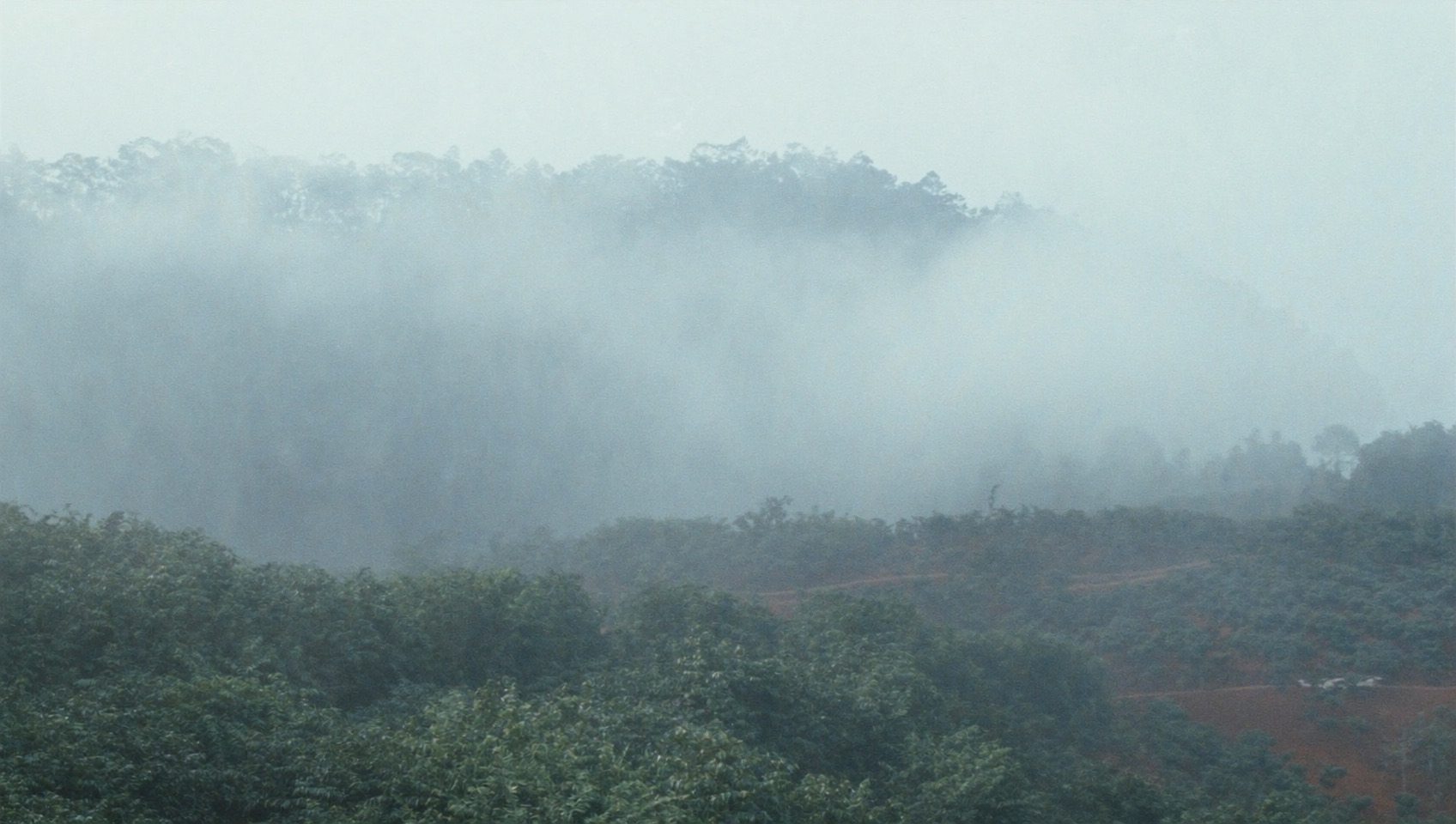 Liên Khương のリベリカ在来樹
