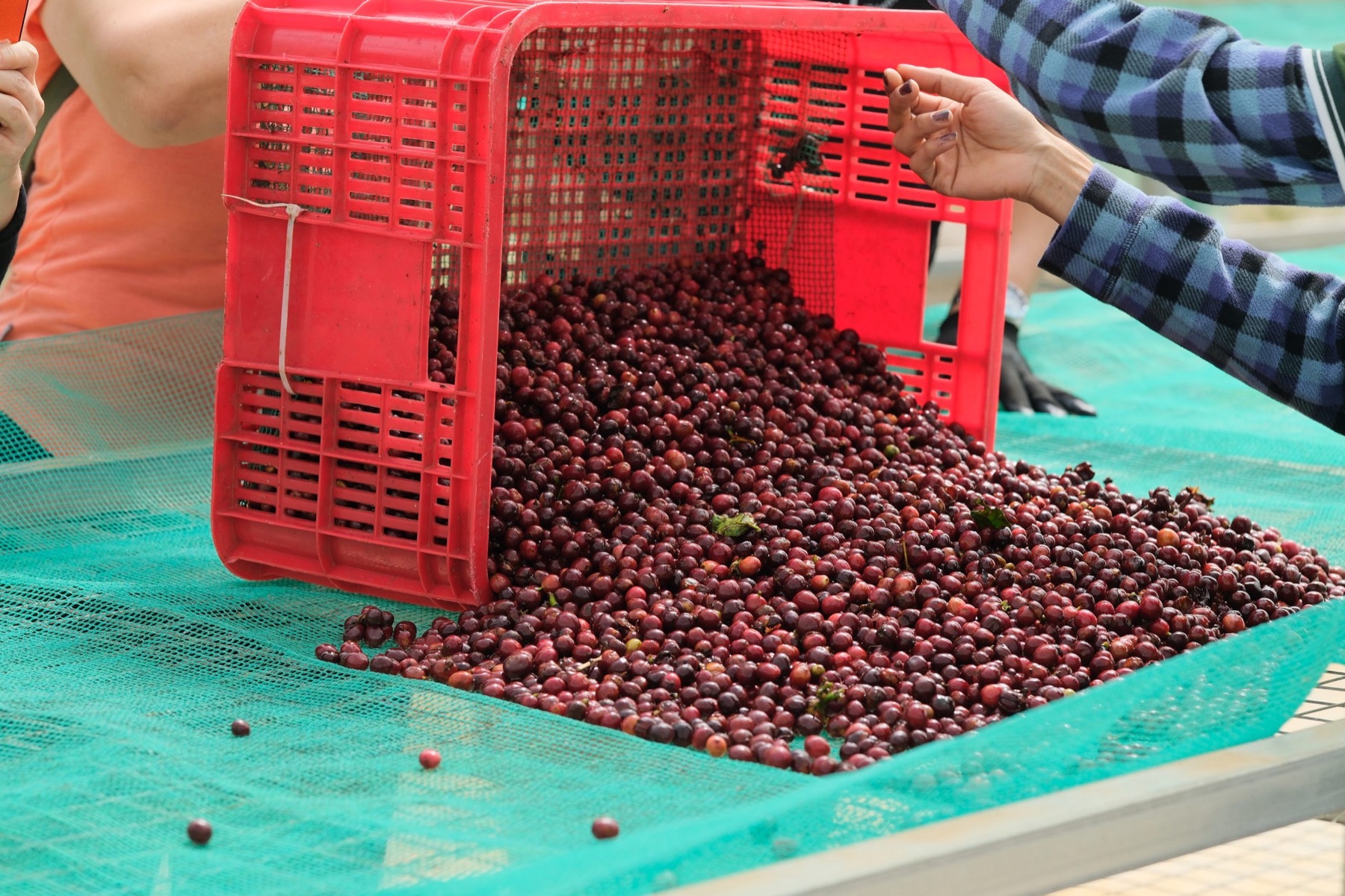 Bui Coffee Supply の完熟チェリー選別