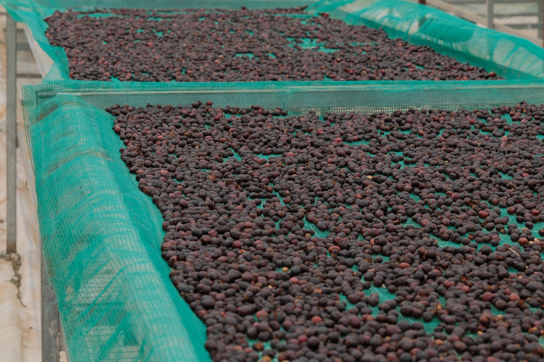 Bui Coffee Supply の乾燥棚